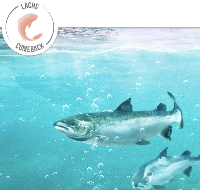 Zeichnung mit zwei Lachsen und dem Logo «Lachs Comeback»